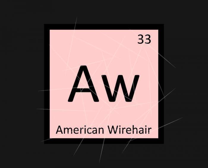 Aw - American Wirehair Cat Chemistry Element PNG Free Download