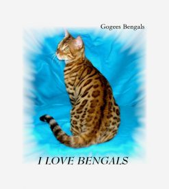 Bengal Cat PNG Free Download