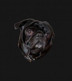 Black Funny Pug PNG Free Download