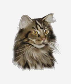 Black Tabby Maine Coon Cat PNG Free Download