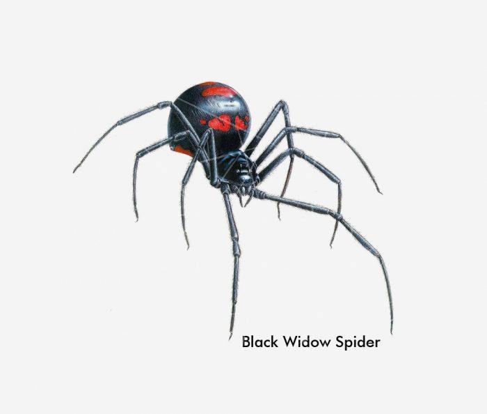 Black Window Spider PNG Free Download