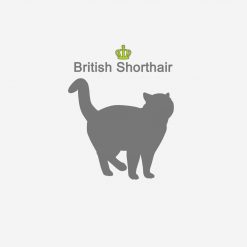 British Shorthair PNG Free Download