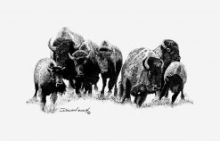 Buffalo Herd PNG Free Download