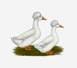 Ducks:  White Crested PNG Free Download