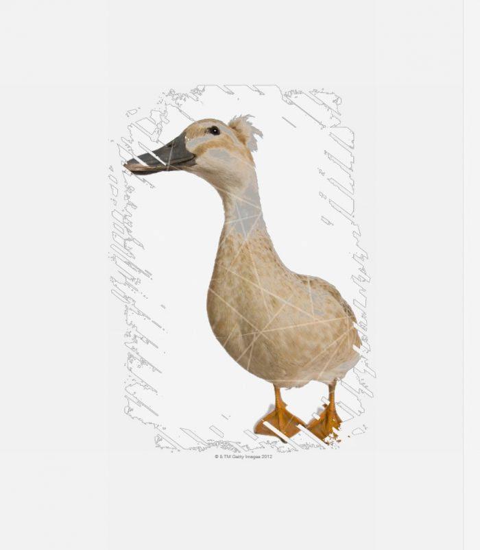 Female Crested Duck -  3 years old PNG Free Download