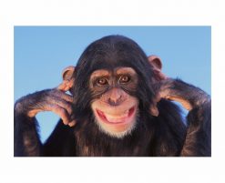 Getty Images - Smiling Chimpanzee PNG Free Download