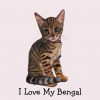 I Love My Bengal -  Kitten -  Cat in Color Pencil PNG Free Download