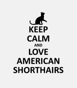 Keep calm and love american shorthairs PNG Free Download