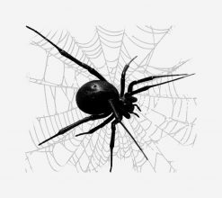 Large Black Widow Spider PNG Free Download