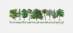 Plant Trees PNG Free Download