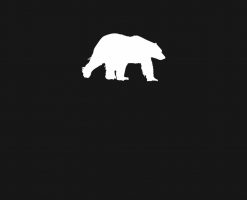Polar Bear PNG Free Download
