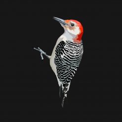 Red-bellied Woodpecker PNG Free Download