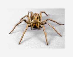 Scary Spider Funny Joke Mens PNG Free Download