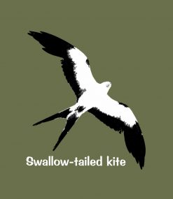 Swallow-tailed Kite PNG Free Download