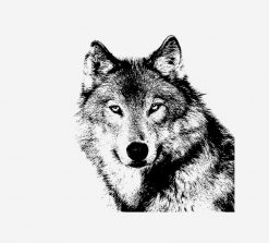 Wolf Gray PNG Free Download