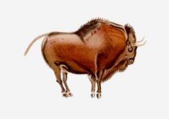 cave painting bison PNG Free Download
