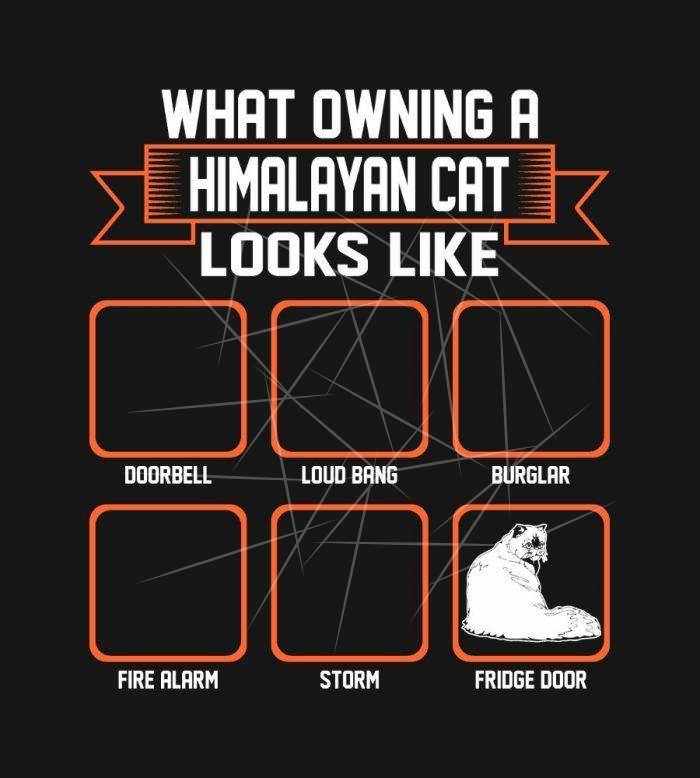 What Owning Himalayan Cat Looks Like Funny T SVG