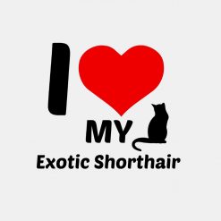 I love my Exotic Shorthair PNG Free Download