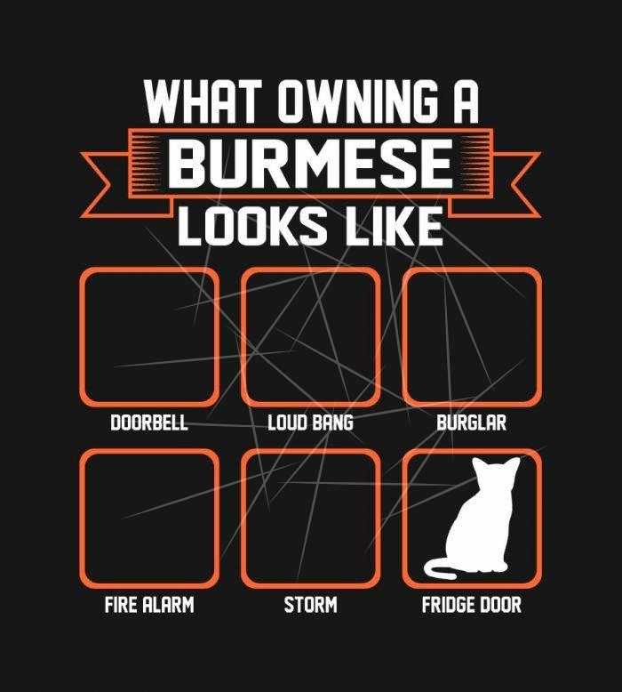 What Owning Burmese Cat Looks Like Funny T PNG Free Download